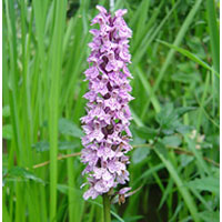 Dactylorhiza maculata ssp. Maculata