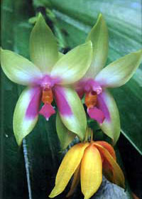 Phalaenopsis bellina