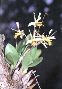 Dendrobium delacourii