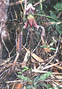 Paphiopedilum callosum