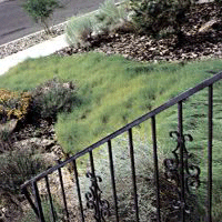 Home with buffalograss and blue grama in the front lawn.