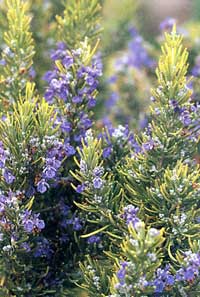 Rosmarinus officinalis