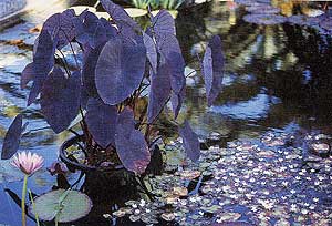 Like other elephant ears, <I>Colocasia</I> 'Black Magic' is versatile, thriving with its roots in water.