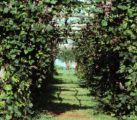 Hyacinth bean