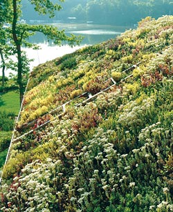 Succulents atop a roof.