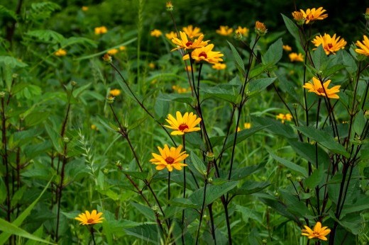 Tall yellow flowers with reddish-brown centers and thin stems stand against a background of lush green vegetation.