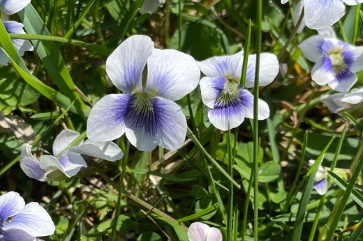 White and purple flowers with four petals are interspersed with green lawn.