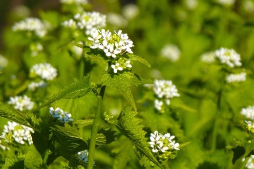 A large patch of green plants with pointy leaves and small clustered white flowers.