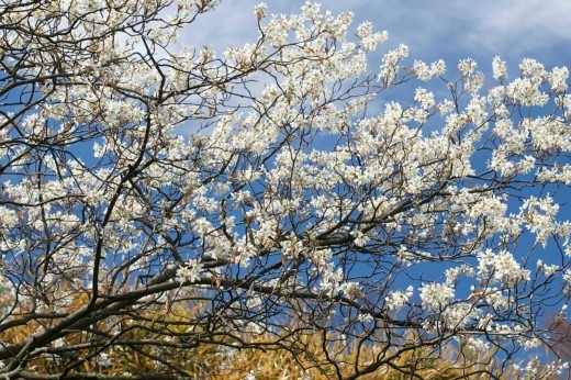 A tree with white blossoms reaching toward the blue sky.