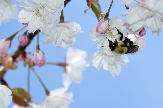 Bee on white cherry blossom flower.