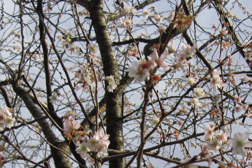 A few pink cherry flowers against a grey sky, blooming in autumn.