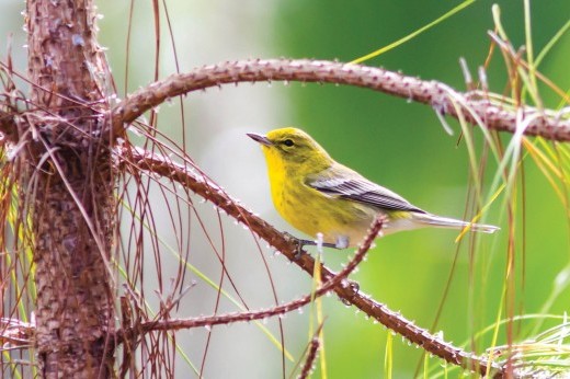 pine warbler in a pine tree