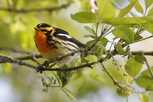 The orange-throated Blackburnian Warbler bird.