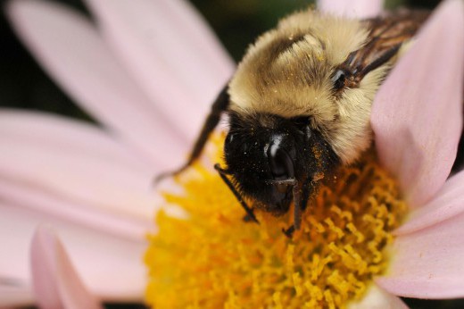 A yellow and black bee on a pink flower.