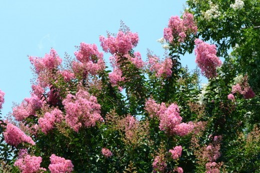 Crape myrtle in bloom