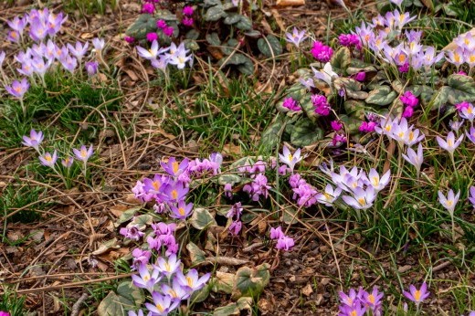 Delicate purple and pink flowers are surrounded by mulch and pine needles.