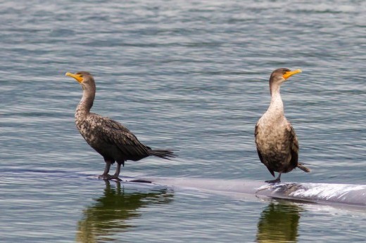 two double-crested cormorants