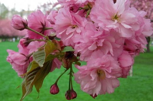 Cherry trees in full bloom.