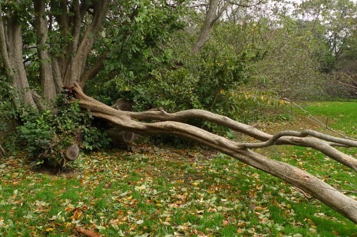 fallen trees