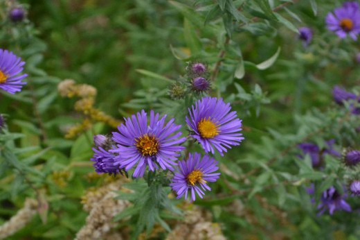 Purple aster blooms.