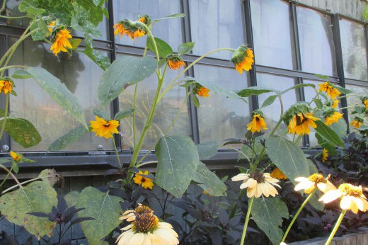 Sunflowers growing from an open cold frame.