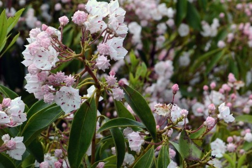 mountain laurel