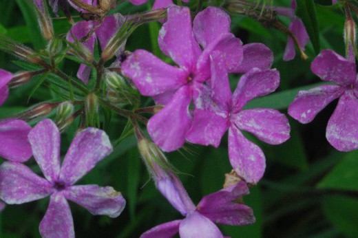 purple-flowered downy phlox