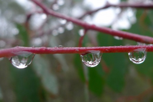 rain drops clinging to a red twig