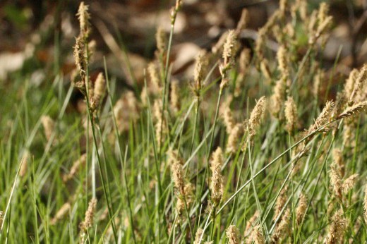 Close of up sedge grass with seed heads.