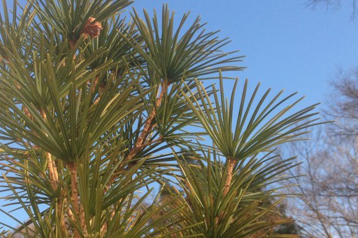 Close-up of Wollemi pine needles.