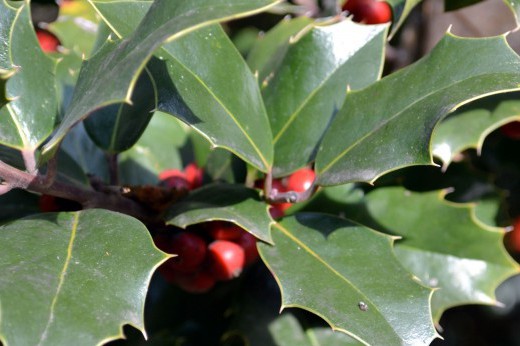 holly leaves and berries