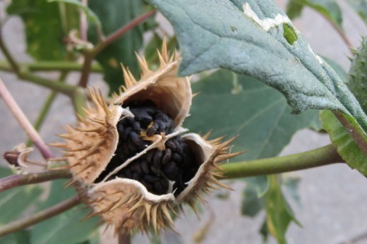 jimson weed seedpods