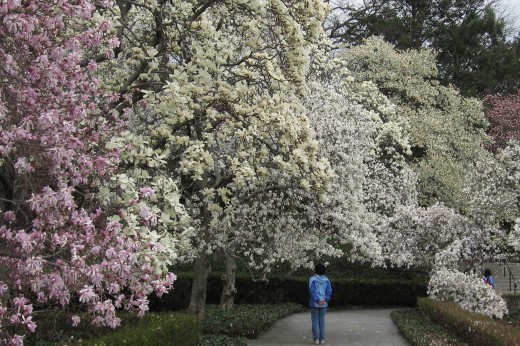 a visitor in a blue jacket seen among a variety of blooming magnolia trees