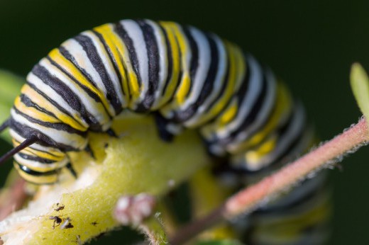 striped monarch caterpillar feeds on butterfly weed