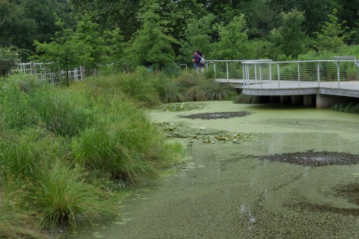 Green duckweed on the surface of the Native Flora Garden pond.