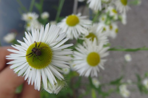 A spider on a white daisy flower.