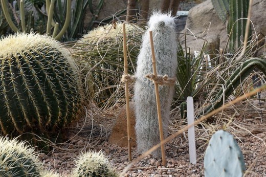 an old-man cactus supported by rope and sticks