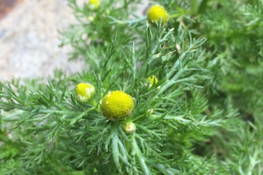 pineapple weed