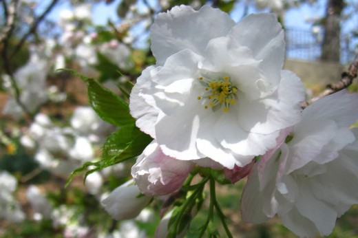 closeup of a white cherry blossom