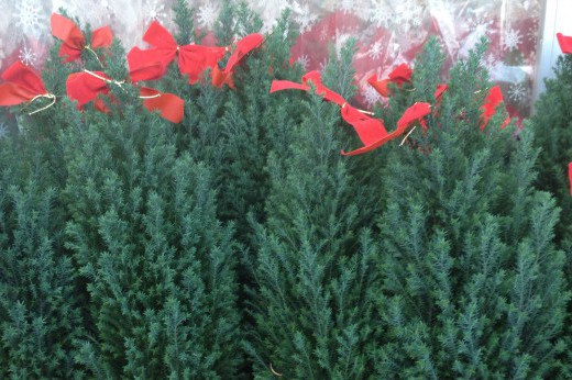 potted pine trees with red bows on top