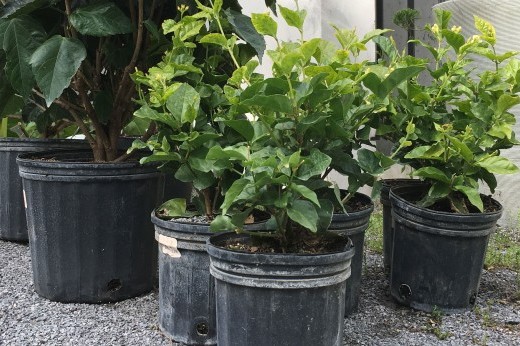 potted trees and shrubs