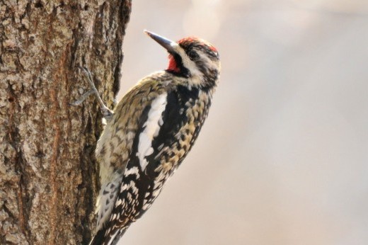 yellow-bellied sapsucker