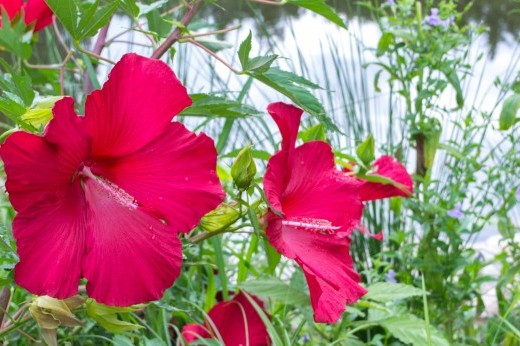 Water Garden