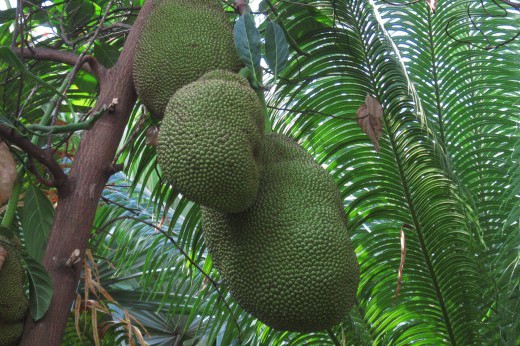 Bulgy, bumpy fruit growing in a tropical tree.