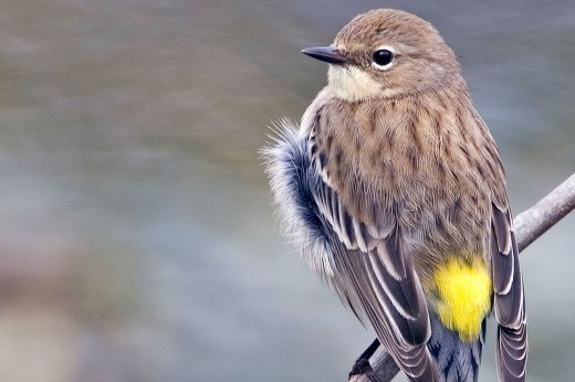 a yellow-rumped warbler